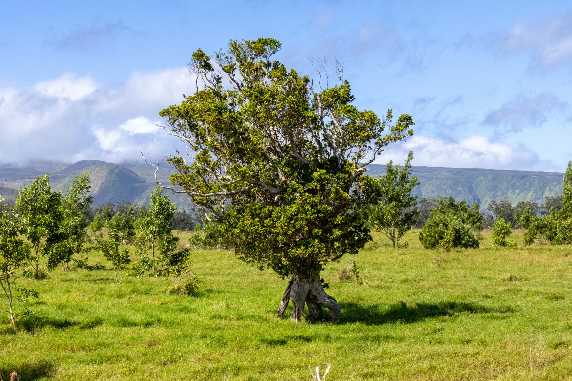 A mature tree with sculptural roots standing in a grassy meadow, hazy mountains on the horizon